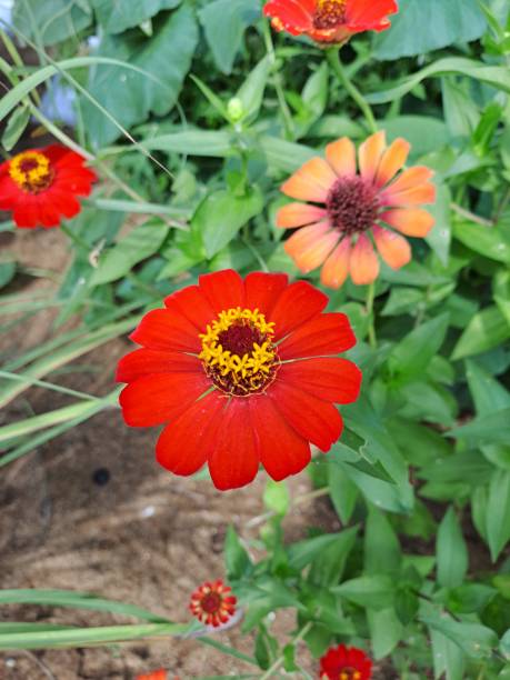 istock Red flower close up in the road 2161342652