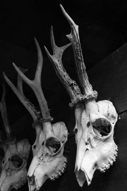 istock animal antlers 2161342731