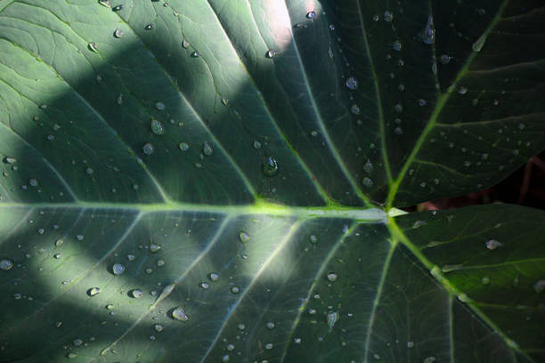 Close-up green leaf with water drops in the rainy day for natural background.