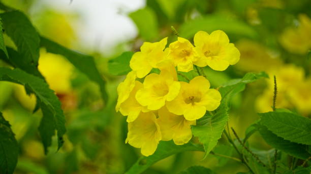 istock Yellow Tecoma stans flowers bloom on the tree 2161342982