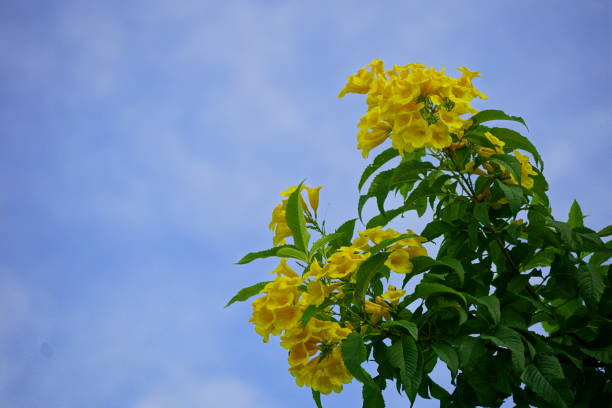 istock Yellow Tecoma stans flowers bloom on the tree 2161343037