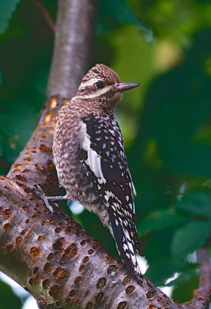 istock Yellow-bellied Sapsucker 2161344547