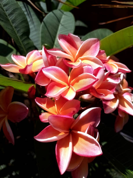 istock Multicolor Plumeria Flower 2161345408