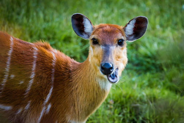 istock Sitatunga, a semi-aquatic antelope native to West Africa. 2161345704
