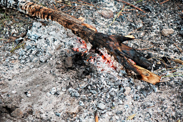 Burnt logs. Remains from the hearth.
