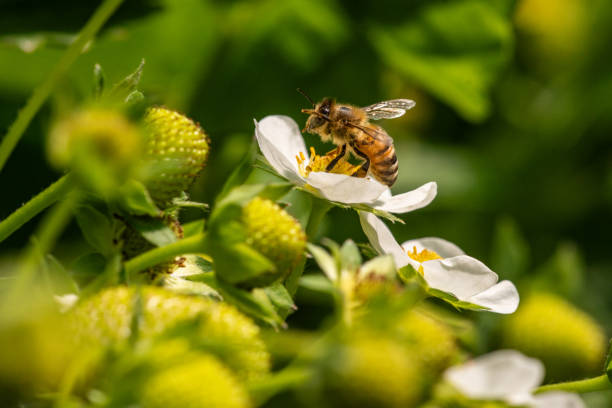 istock Bee on a  Strawberry flower 2161349618
