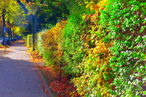Sidewalk bordered by trees and shrubs in autumn. Street with a sidewalk and a row of bushes with autumn leaves