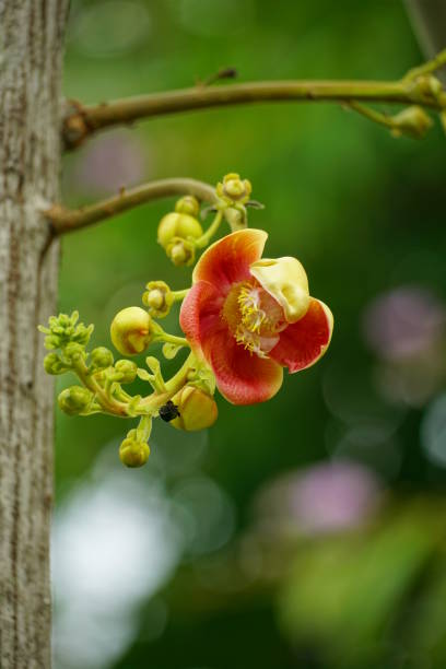 istock Close-up of Shorea robusta flower blooming on a tree 2161349921