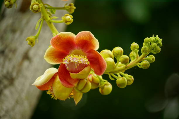 istock Close-up of Shorea robusta flower blooming on a tree 2161349922