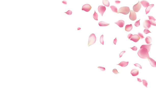 istock Rose petals or sakura flying petals, romantic background with realistic pink cherry flower petals flow or falling motion. Love, romance, floral spring season,cherry blossom 2161351420