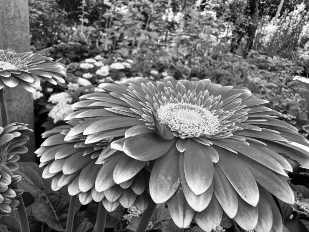 Chrysanthemum