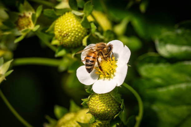 istock Bee on a  Strawberry flower 2161352363
