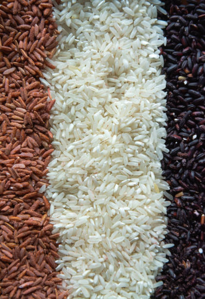 istock Three Types of Rice – Brown Rice, White Rice, and Black Glutinous Sticky Rice in Studio Setting 2161353042