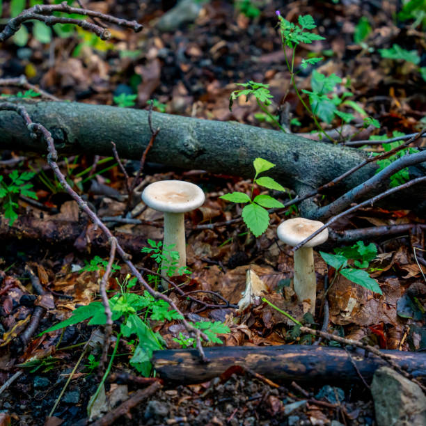 Fungi growing wild in Germany