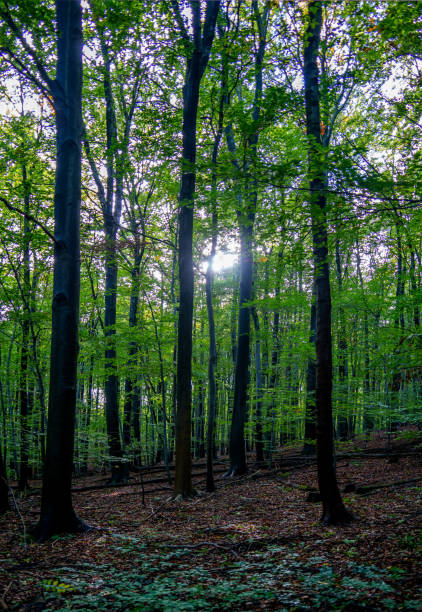 istock View in the forest in the Harz region, Germany 2161353082
