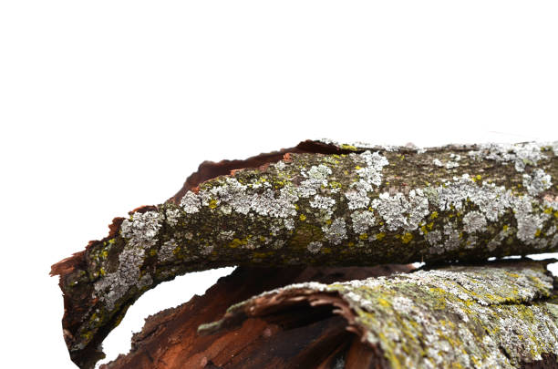 Closeup of dried moss bark tree isolated on white