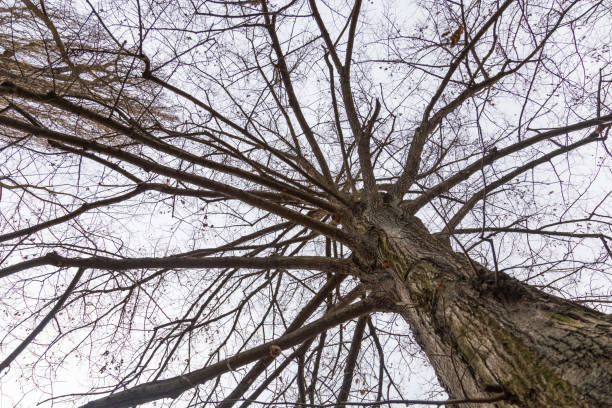 Crowns of old trees without leaves. Bare branches. Dark sky in the background.