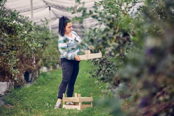 Woman picking fresh blueberries on a farm.