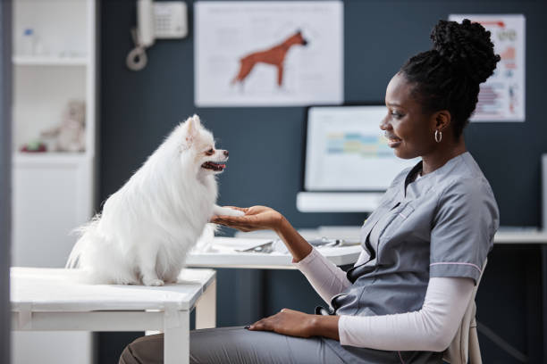 istock Modern Vet Doctor Communicating with Dog 2161355070