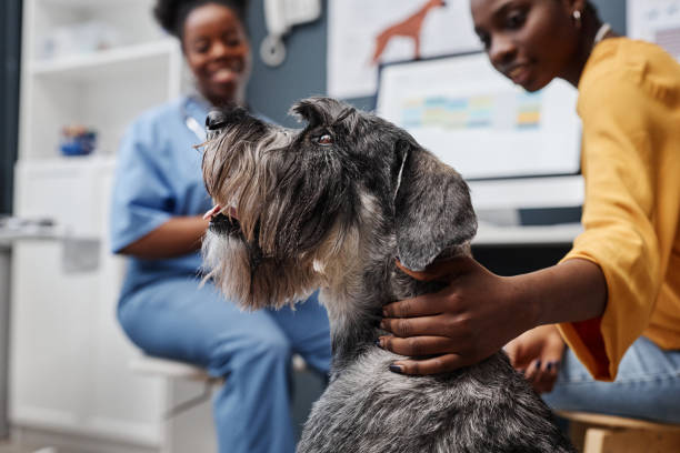 Purebred Terrier during Consultation in Clinic Side view shot of salt-and-pepper standard schnauzer dog looking away while visiting veterinarian with female owner of African American ethnicity, copy space grey miniature schnauzer stock pictures, royalty-free photos & images