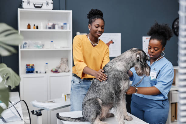 istock Veterinarian Checking Silver Schnauzers Lungs 2161355110
