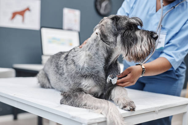 Vet Expert Checking Dogs Heartbeat Side view of gray standard schnauzer dog lying on examination table while female veterinarian in blue scrubs listening to heart with stethoscope in clinic grey miniature schnauzer stock pictures, royalty-free photos & images