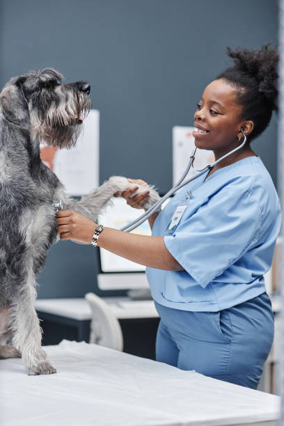 istock Veterinarian Performing Routine Physical Examination on Animal 2161355114