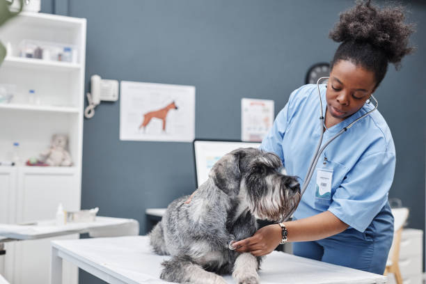 istock Vet Doctor in Blue Uniform Examining Dog 2161355115