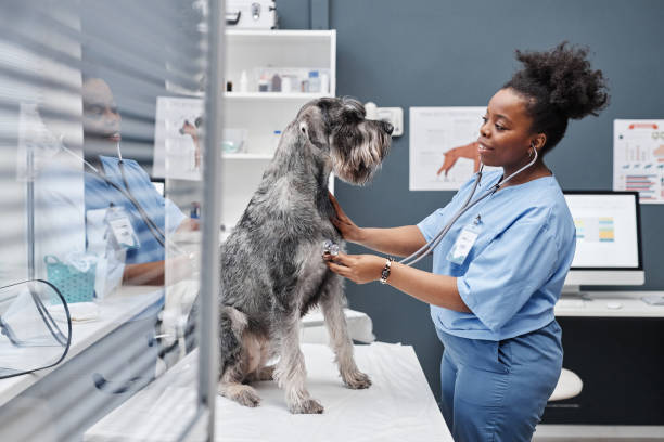 istock Dog on Table during Medical Checkup at Doctors 2161355118