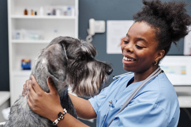 Friendly Doctor Stroking Dog Patient Medium close up of young female African American vet expert smiling while looking at silver grey miniature schnauzer stock pictures, royalty-free photos & images