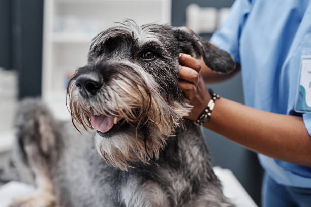 Female Veterinarian Caring for Terrier Pet with Disease Close up of sick salt-and-pepper schnauzer dog with tongue hanging out while getting medical treatment in modern clinic grey miniature schnauzer stock pictures, royalty-free photos & images