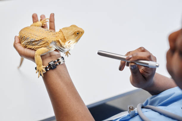 istock Vet Doctor Checking Reptile Skin 2161355132