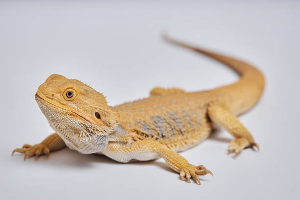 istock Adult Yellow Reptile Resting 2161355155