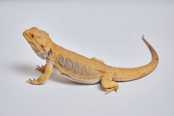 istock Exotic Yellow Lizard Resting with Head up 2161355156