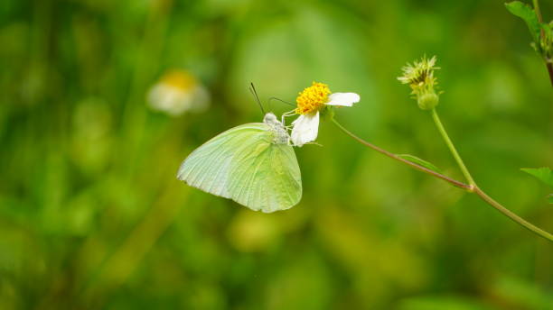 istock Close-up of white butterfly sucking nectar 2161355157