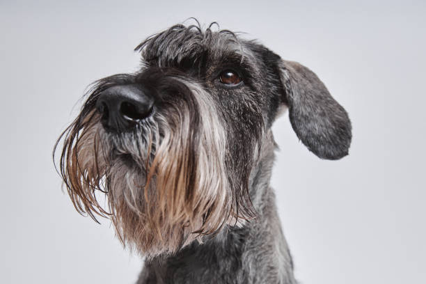istock Devoted Pet Companion of Intelligent Breed 2161355173