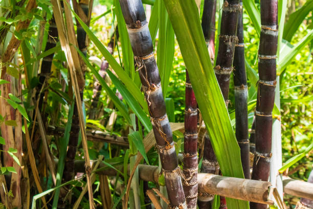 istock Black sugar cane that grows naturally through agricultural methods It has a trunk similar to a general sugarcane tree. But it will be purple-red to black. And there is white wax coating the trunk. The part of black sugarcane that is used as herbal medicin 2161355575