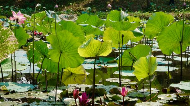 istock Lotus blossoms and plants 2161356791