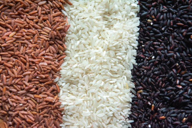 istock Three Types of Rice – Brown Rice, White Rice, and Black Glutinous Sticky Rice in Studio Setting 2161356966