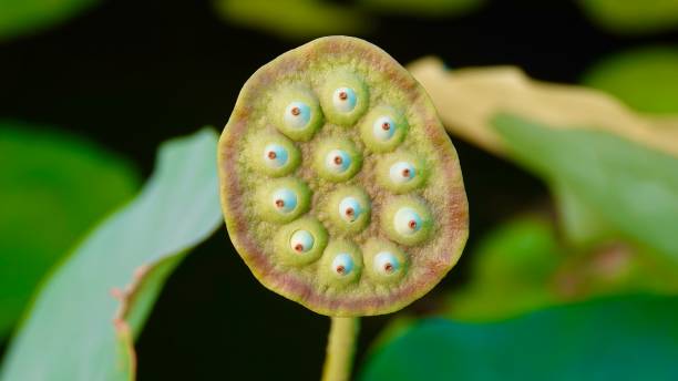 istock Lotus blossoms and plants 2161357039