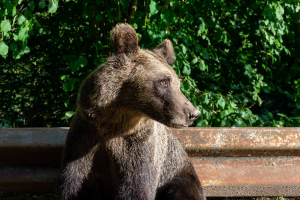 istock Brown bear seated on weathered railing in the woods, surrounded by nature 2161357162