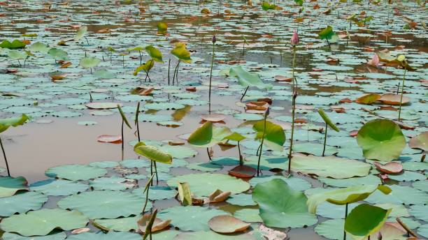 istock Lotus blossoms and plants 2161357304