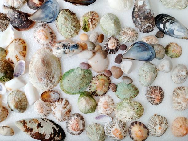 istock A group of beautiful mussel shells 2161357351