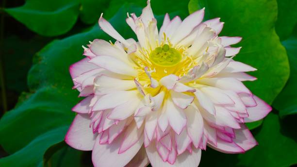 istock Lotus blossoms and plants 2161357488