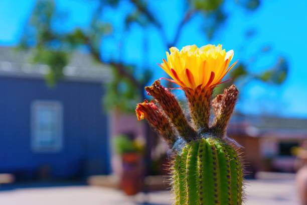 Close-up of a blooming yellow cactus flower with a blurry building background in sunny daylight.