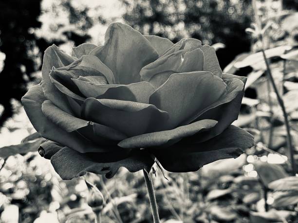 istock A rose flower in bloom 2161358440