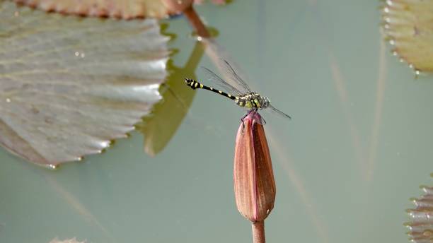 istock Lotus blossoms and plants 2161358449