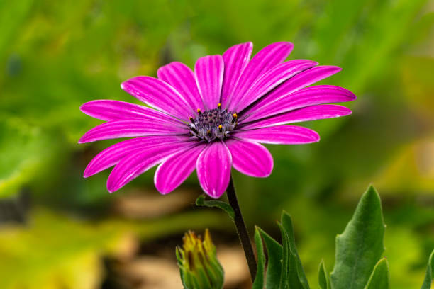 istock Osteospermum 'Tresco Purple' 2161359236