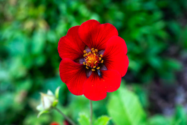 Potentilla 'Flamenco' a spring summer  flowering plant with a red summertime flower commonly known as cinquefoil, stock photo gardening image
