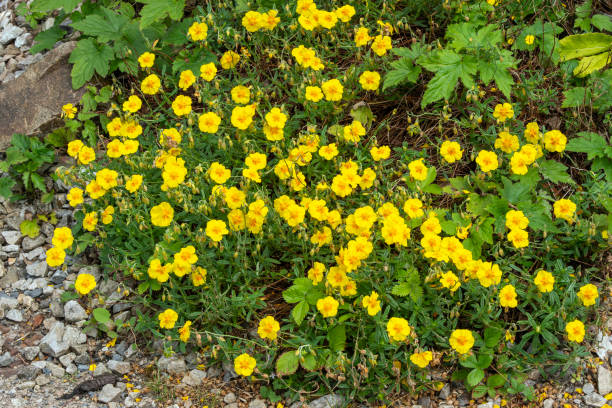 Helianthemum 'Ben Fhada'